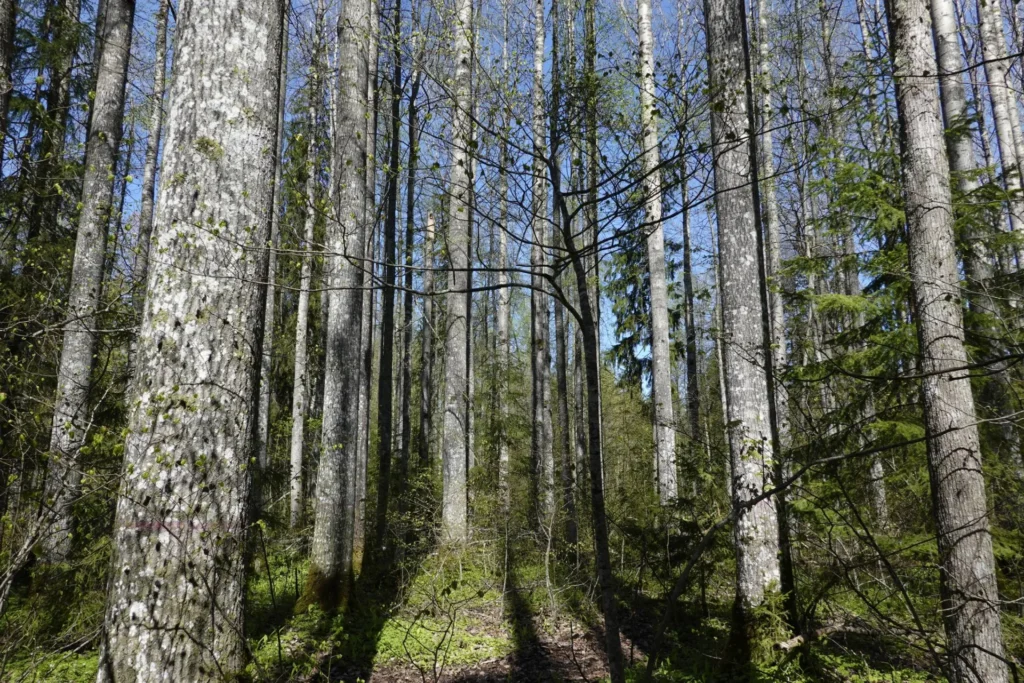 Europe’s tallest aspen rises from the quiet old-growth forests of the Nigula Nature Reserve in south-west Estonia. Photo by Arvo Tullus / the Estonian University of Life Sciences.
