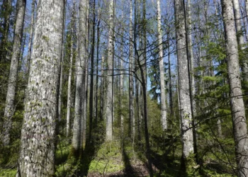 Europe’s tallest aspen rises from the quiet old-growth forests of the Nigula Nature Reserve in south-west Estonia. Photo by Arvo Tullus / the Estonian University of Life Sciences.