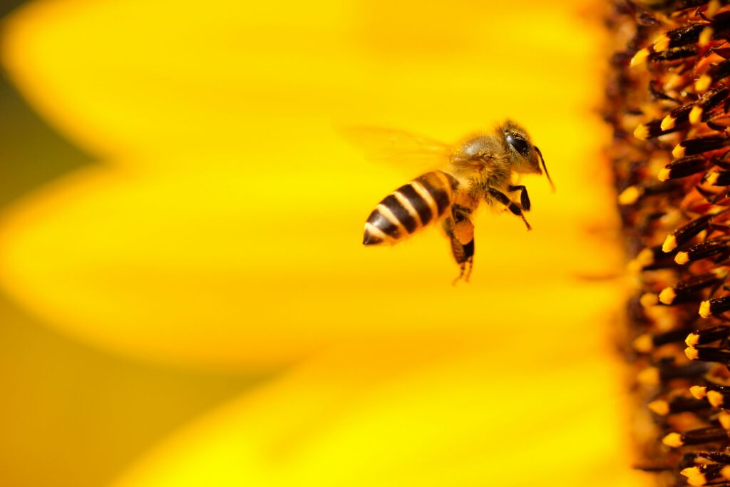 A honey bee foraging on a yellow flower. In Estonia, beekeepers are increasingly turning to queen bee rearing and genetics to build stronger, more resilient colonies. Photo by Boris Smokrovic on Unsplash.