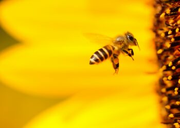A honey bee foraging on a yellow flower. In Estonia, beekeepers are increasingly turning to queen bee rearing and genetics to build stronger, more resilient colonies. Photo by Boris Smokrovic on Unsplash.