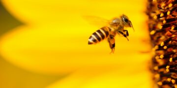 A honey bee foraging on a yellow flower. In Estonia, beekeepers are increasingly turning to queen bee rearing and genetics to build stronger, more resilient colonies. Photo by Boris Smokrovic on Unsplash.