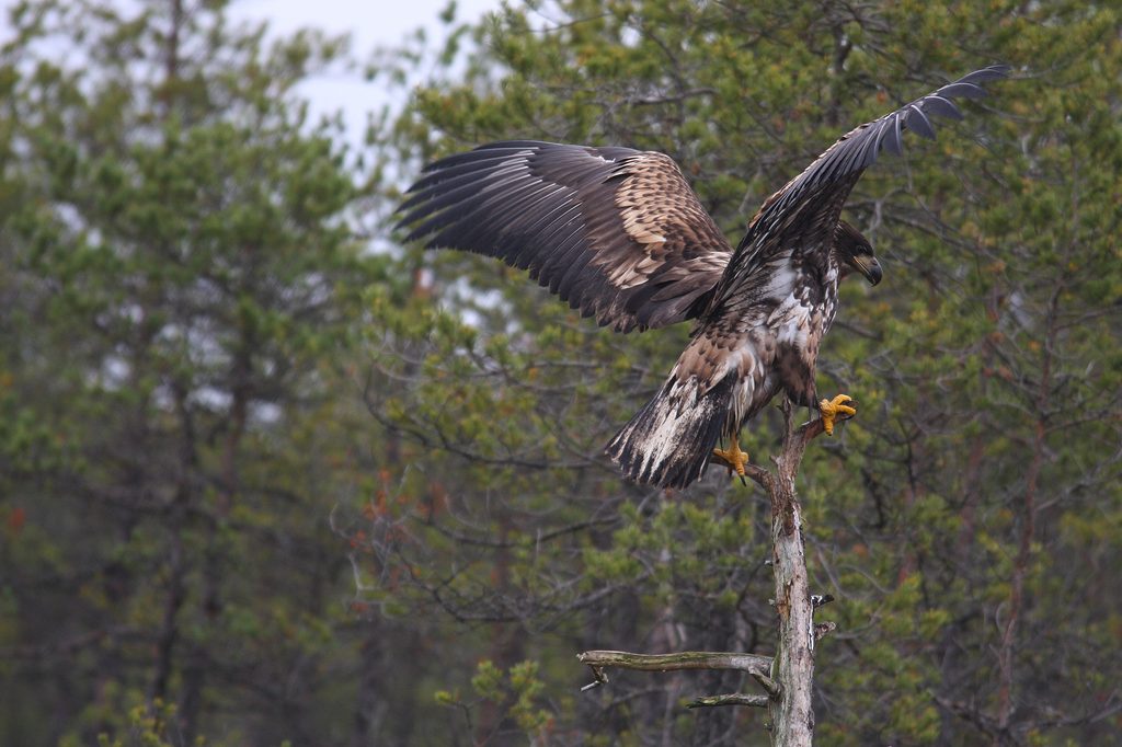 A young white-tailed eagle in Estonia. Photo by Tauri Pärna/Wikimedia Commons.