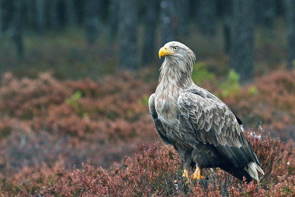 An adult white-tailed eagle on the Estonian island of Hiiumaa. Photo by Karl Adami/Wikimedia Commons, CC BY-SA 4.0.