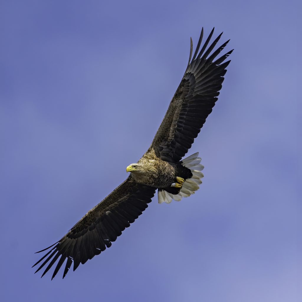 A white-tailed eagle in flight. Photo by Bengt Nyman/Wikimedia Commons, CC BY-SA 2.0.